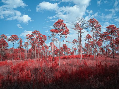 Free Infrared Irchrome photo and picture