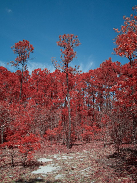 Free Infrared Irchrome photo and picture