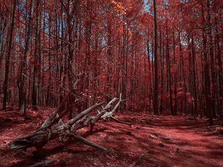 Free Infrared Irchrome photo and picture