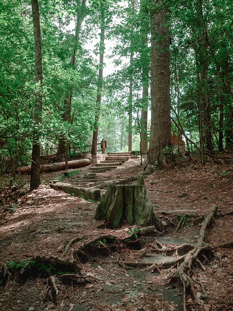 Free Pathway Nature photo and picture