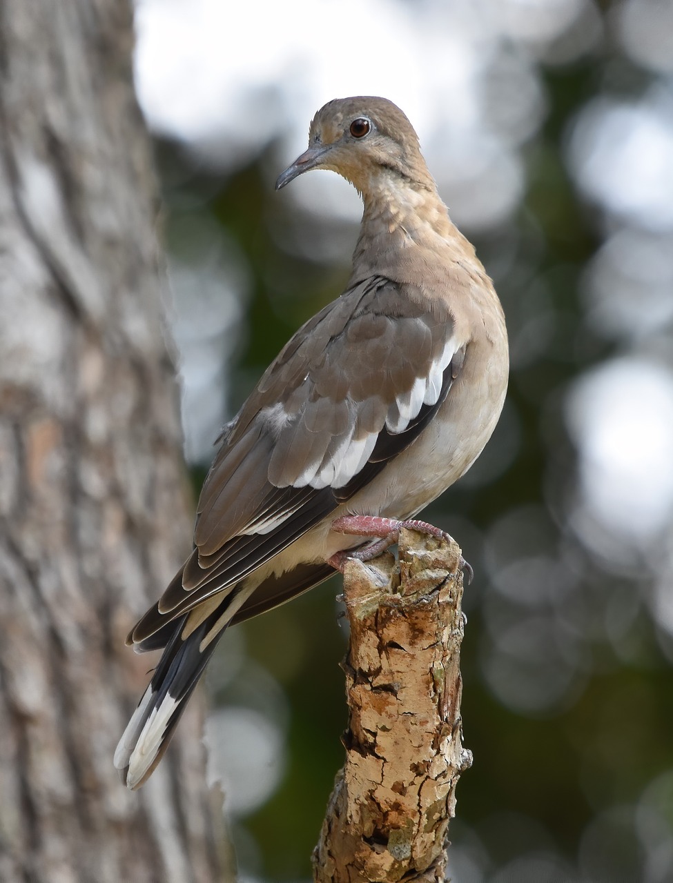 dove-9653136_1280.jpg