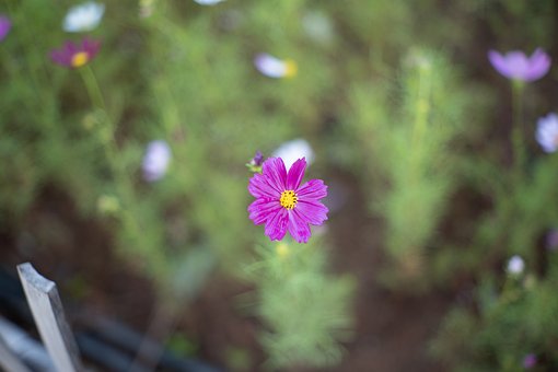 Free Flower Nature photo and picture