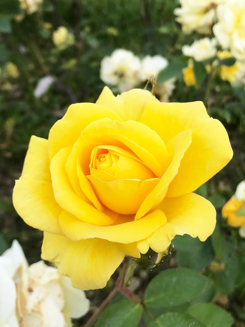 Free Flowers Blue photo and picture