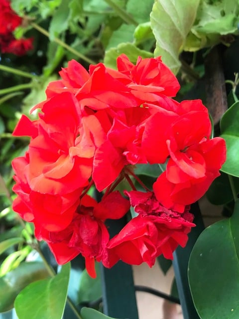 Free Flowers Green photo and picture