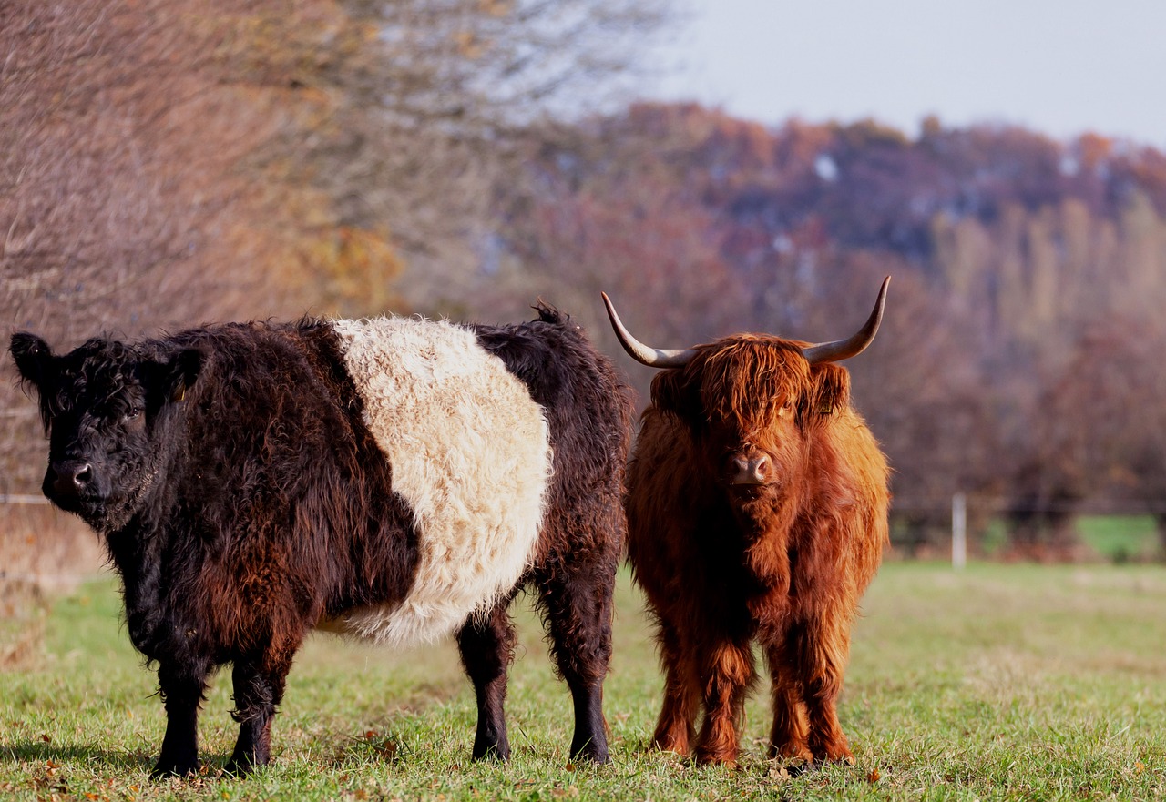 Wildlife - free online jigsaw puzzle photo