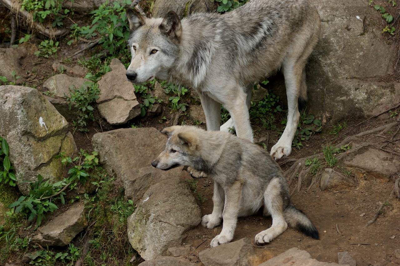 Wolves Nature Animal - Free photo on Pixabay