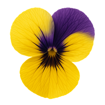 Gul Blomst, Lilla Blomst, Makro Blomst