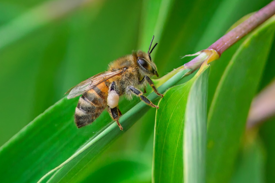 Wasp Insect Close Up - Free photo on Pixabay