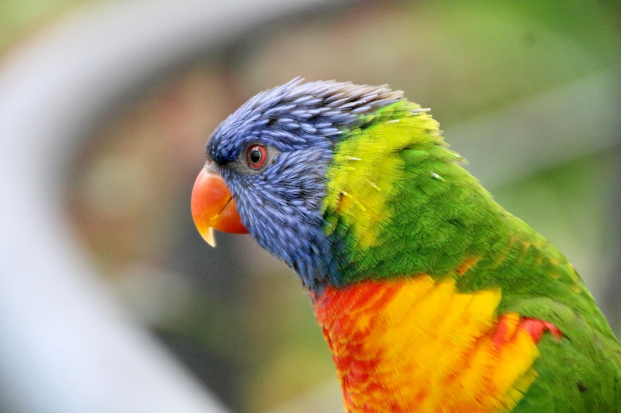 Download free HD stock image of Rainbow Lorikeet Parrot Free Rainbow Lorikeet Parrot photo and picture