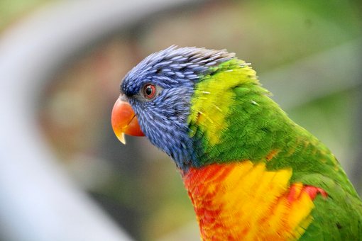 Free Rainbow Lorikeet Parrot photo and picture
