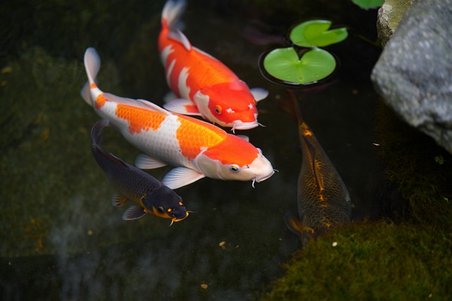 Free fish nature aquarium illustration