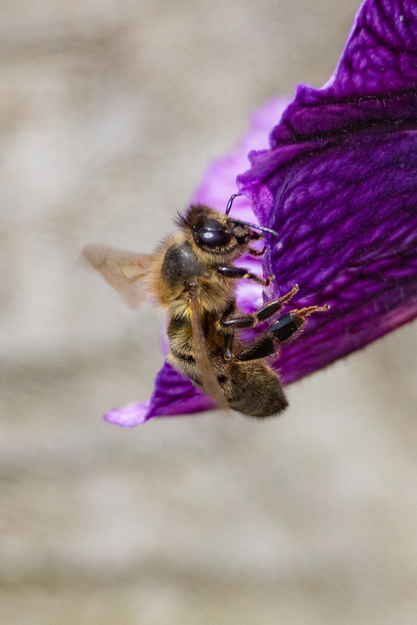 Cool Pollinating Insects Insect Pollination Pollen - Free photo on Pixabay