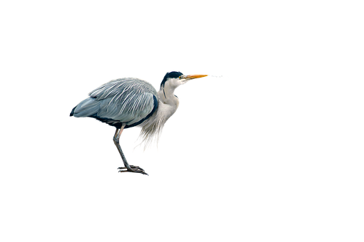 Free Heron Bird illustration and picture