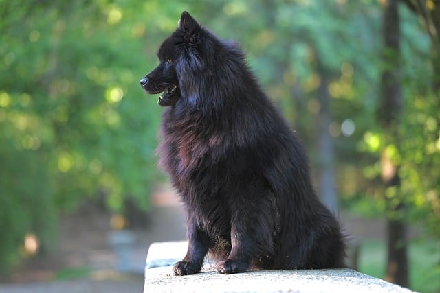 Eurasier Plou, Seidiges Fell, Pelz, Tier