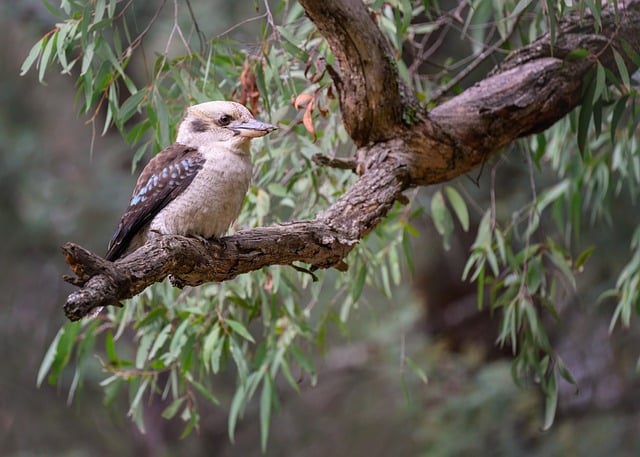 Grinende Kookaburra, Kookaburra, Fugl