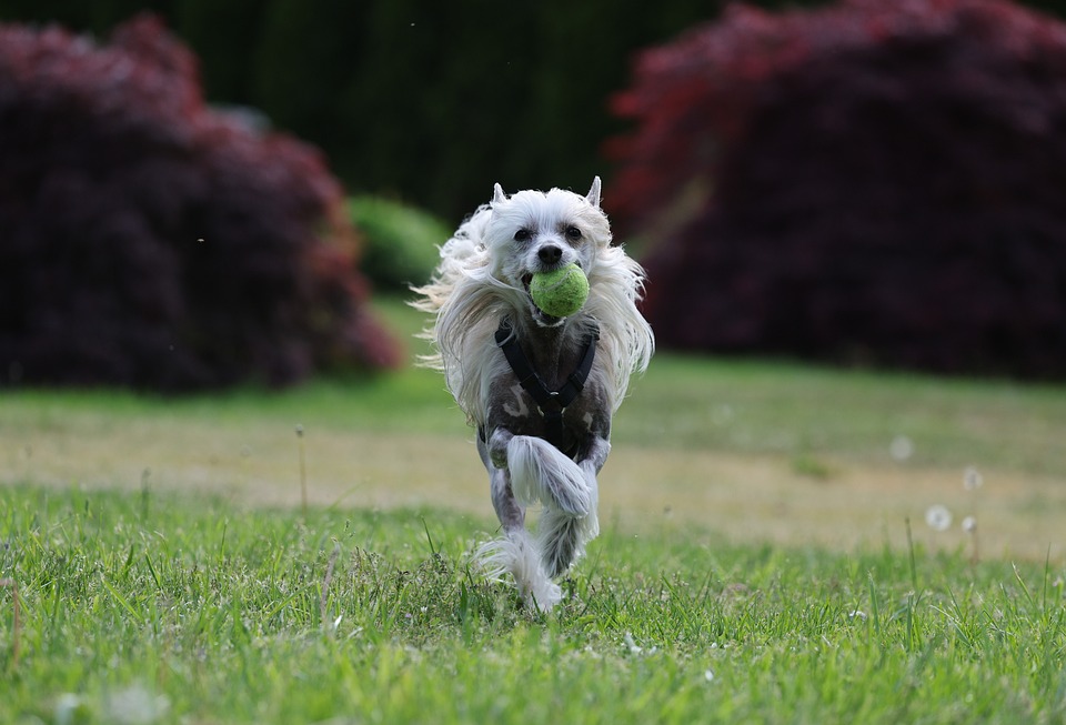 Dog Chinese Chrested Pet - Free photo on Pixabay