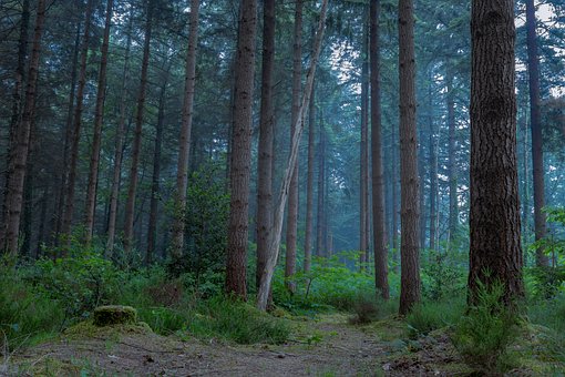 Free Forest Woods photo and picture