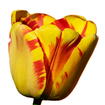 Free Tulip Flower photo and picture
