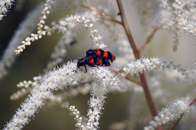 Free Bee Bugle Insect photo and picture