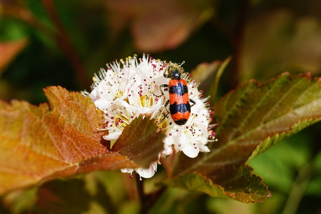 Free Insect Beetle photo and picture