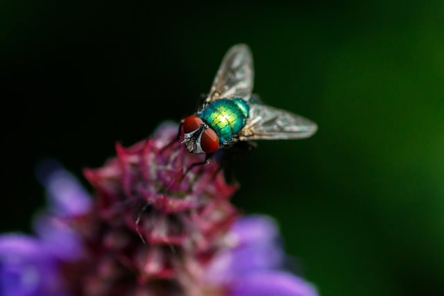 Free Fly Compound Eyes photo and picture