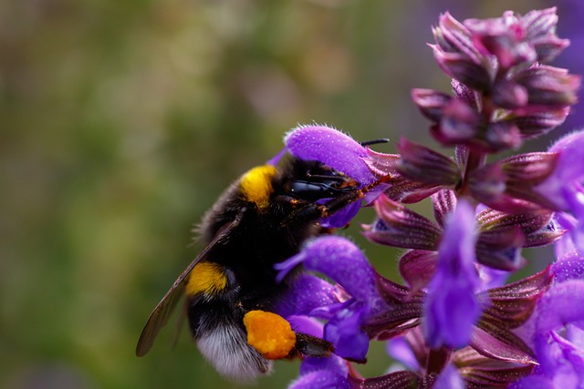 Free Bumblebee Bombus photo and picture