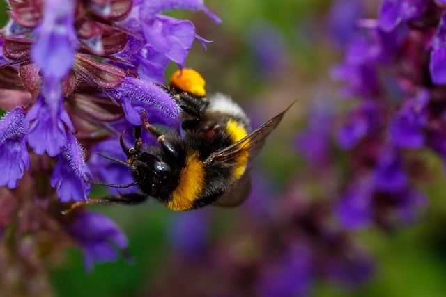 Free Bumblebee Insect photo and picture