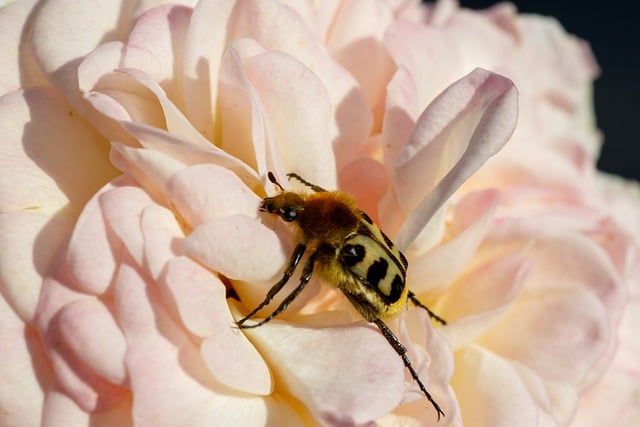Free Brush Beetle Banded photo and picture