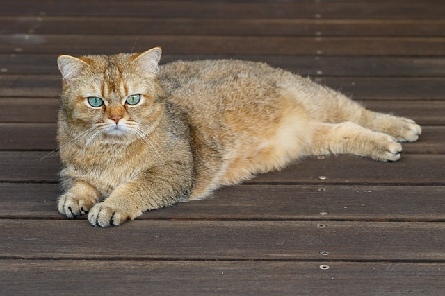 Free Cat British Shorthair photo and picture
