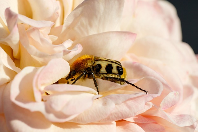 Free Brush Beetle Banded photo and picture