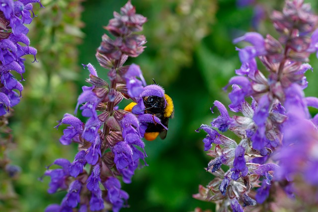 Free Bumblebee Insect photo and picture