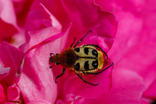 Free Brush Beetle Banded photo and picture
