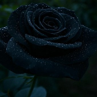 Rose, Blomst, Natur, Kronblade, Sort