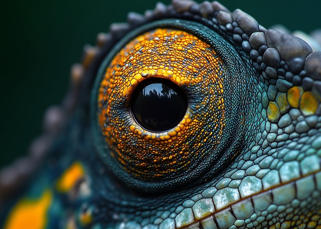 Cameleon, Ochi De Cameleon, Macro Shot