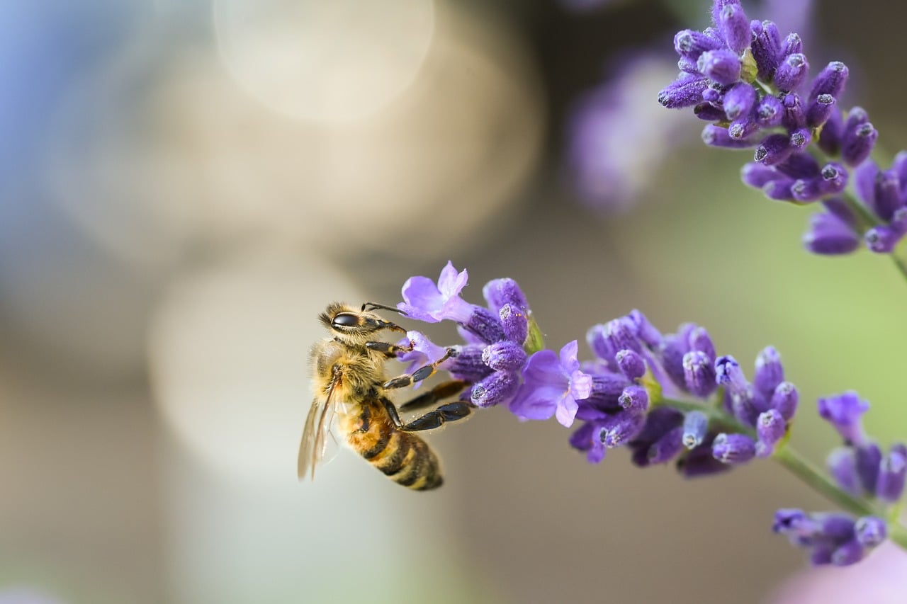 Lavender Insect Bee Lavender Insect - Free photo on Pixabay