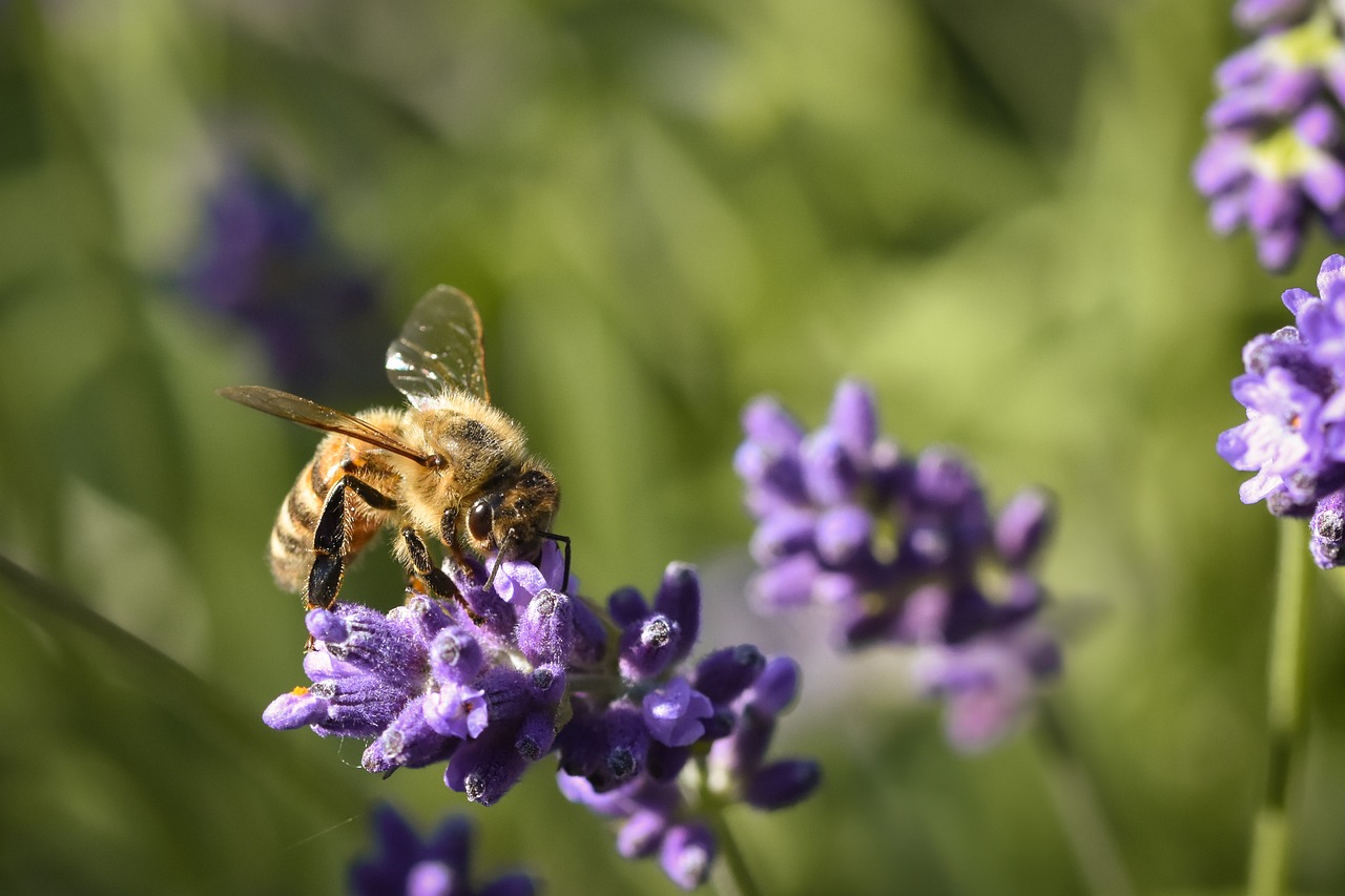 Lavender Insect Bee Lavender Insect - Free photo on Pixabay