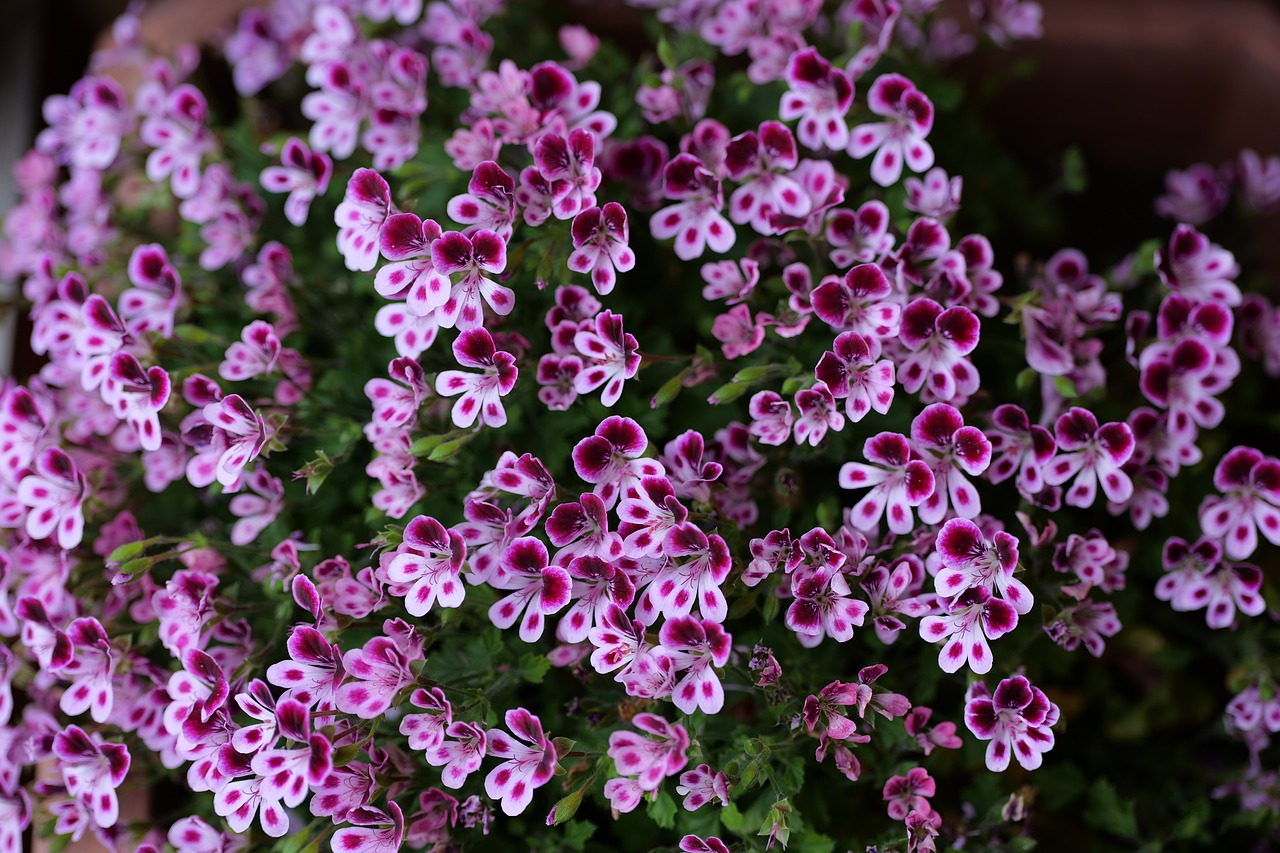 Geranium Blossom Bloom - Free photo on Pixabay