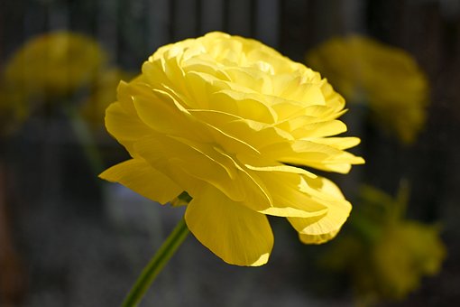 Blume, Gelb Gelb, Hahnenfuß