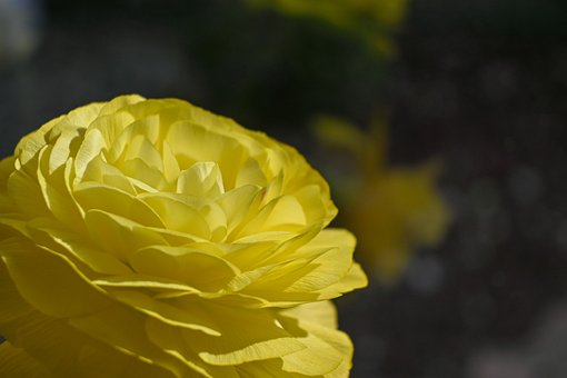 Blume, Gelb, Hahnenfuß, Blütenblätter