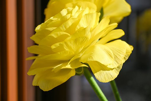 Blume, Gelb, Hahnenfuß, Blütenblätter