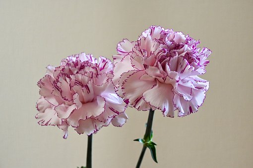 Blumen, Nelken, Rosa, Weiß, Lila