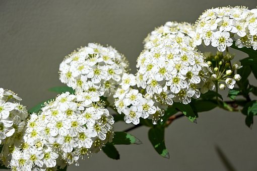 Blumen, Weiß, Grün, Spirea, Cluster