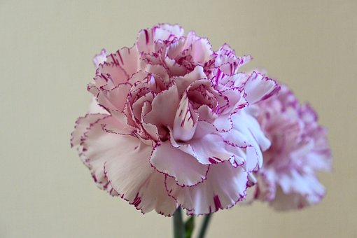 Blumen, Nelken, Rosa, Weiß, Lila