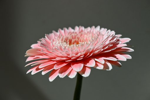 Gerbera Gänseblümchen, Blume, Natur