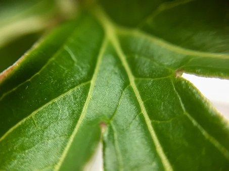 Grün, Weiß, Hellgrün, Blatt, Makro