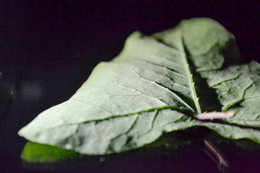 Grün, Schwarz, Grau, Blatt