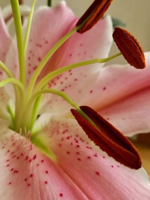 Rosa, Braun Braun, Grün, Lilie, Blume