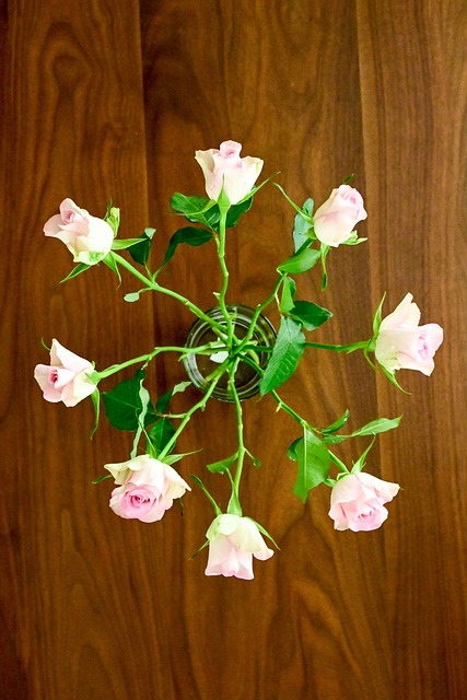 Rosa, Grün, Braun Braun, Rosen, Blumen