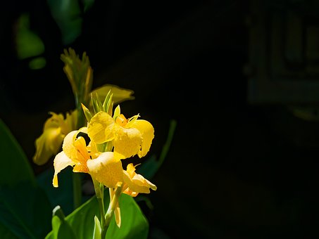 Free Lily Nature photo and picture