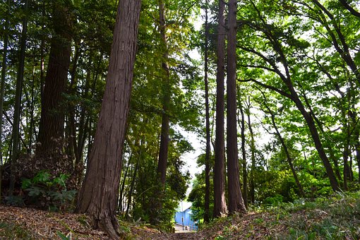 Braun Braun, Grün, Blau, Wald, Weg